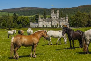Horses,near,balmoral,castle,,scotland