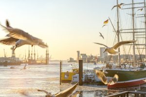 Seagulls,flying,over,the,elbe,river,and,port,facilities,at